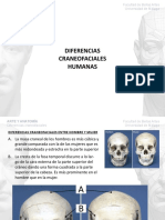 Tema 1 Diferencias Craneofaciales.pdf