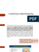 Corteza Prefrontal Funciones