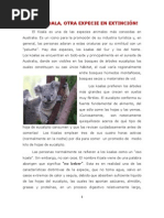 Download Los Koalas Reportaje by dangomez SN45564575 doc pdf