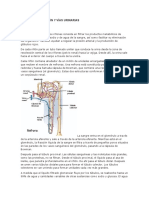 Fisiología Del Riñón y Vías Urinarias