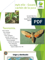 Erinnyis Ello Gusano Cachon de La Yuca PDF