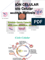 Ciclo Celular - Mitosis y Meiosis