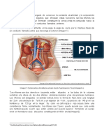 Sistema-Urinario.pdf