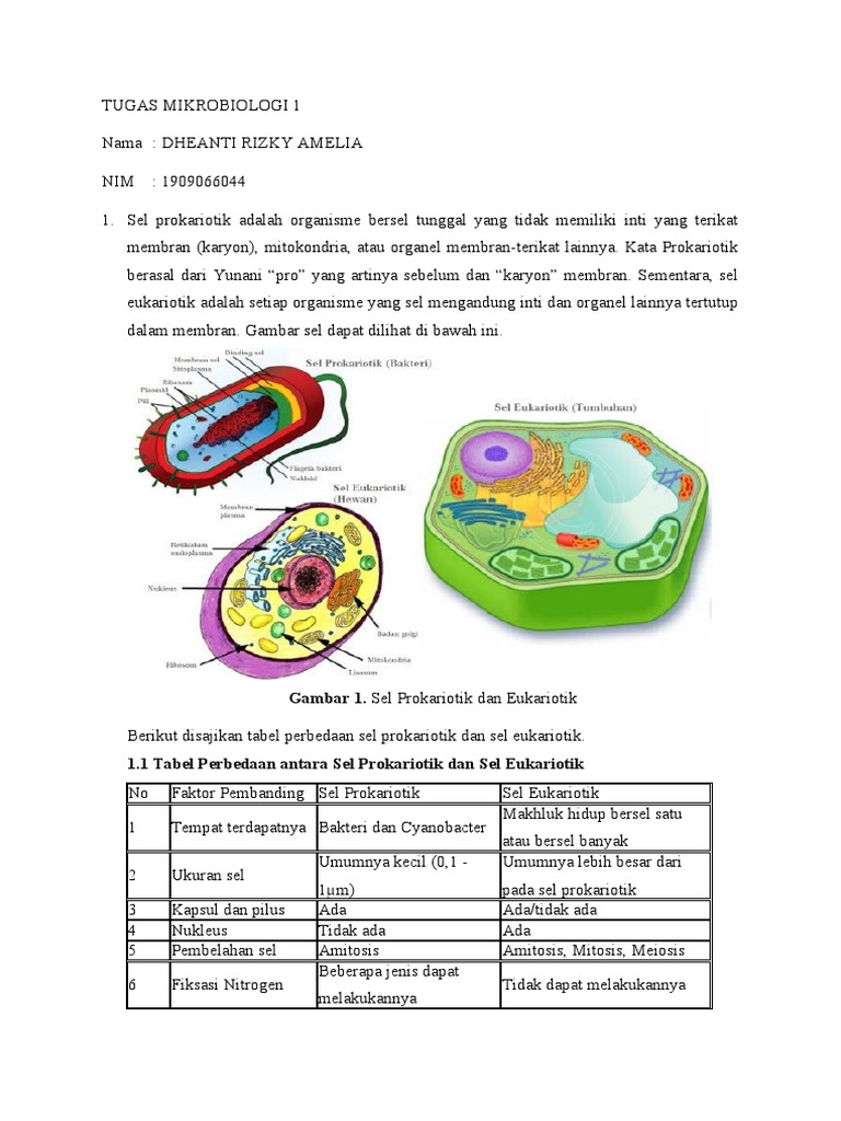 Gambar 1 Sel Prokariotik Dan Eukariotik
