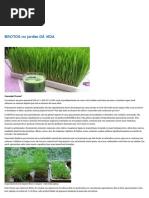 BROTOS no jardim DÁ VIDA.pdf
