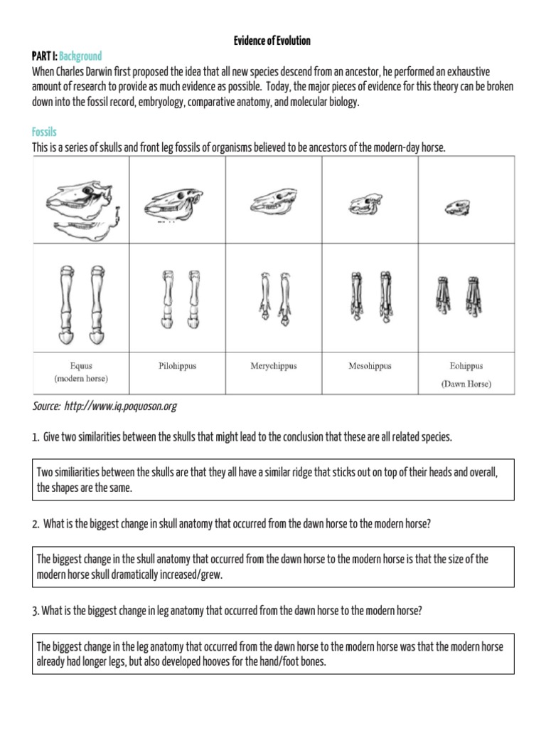 Adelisa Ozegovic - Evidence of Evolution FA PDF  PDF  Anatomy In Evidence For Evolution Worksheet Answers