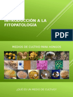 Medios de cultivo para hongos fitopatógenos