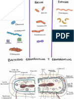 Basterias Microbiologia