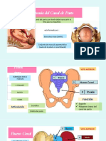 Grupo1 Canal Del Parto Modificaciones Fisiologicas Placenta Liquido Amniotico