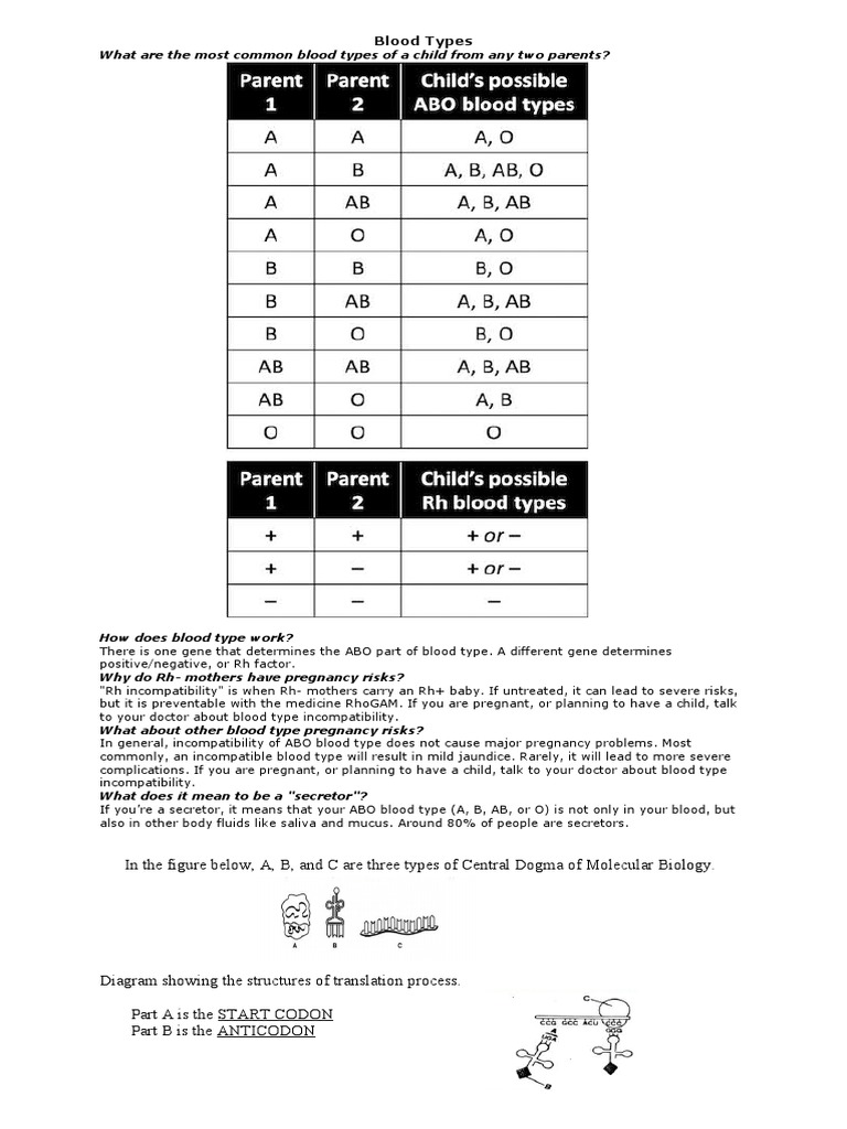 What Are The Most Common Blood Types of A Child From Any Two Parents ...