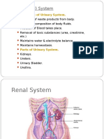 Functions of the Urinary (Renal) System Explained