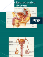 Reproductive System