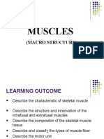 Muscle Macro Structures (Physiology)