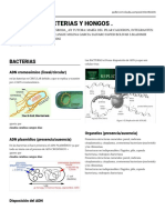 Padlet-De Estudio de Virus y Bacterias