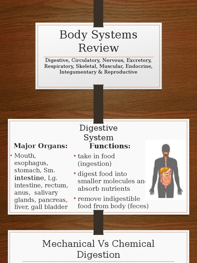 Body Systems Review PDF Human Body Digestion