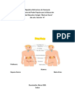 Sistema Endocrino