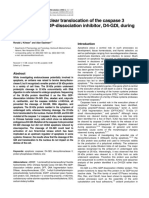 Cleavage and Nuclear Translocation of The Caspase 3 Substrate Rho GDP-dissociation Inhibitor, D4-GDI, During Apoptosis