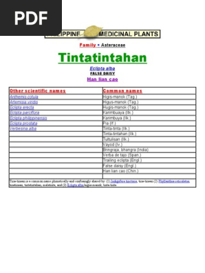 tintahan of False Daisy