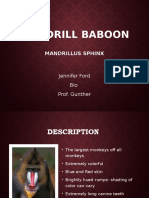 Mandrill Baboon: Mandrillus Sphinx