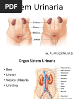 Sistem Urinaria Docx Urinary Bladder Kidney