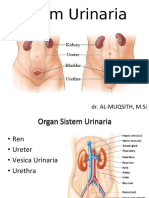 Organ Sistem Urinaria