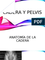 Cadera y Pelvis