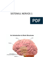 Anatomie 10 Sistemul Nervos