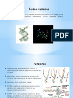 Ácidos nucleicos: almacenamiento e información genética