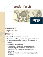 Anatomía Pelvis