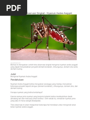 Contoh Teks Observasi Singkat Pdf