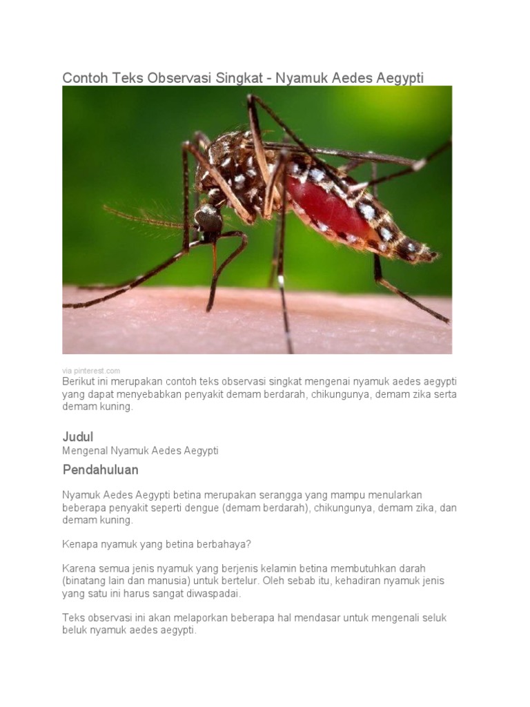 Contoh Teks Observasi Singkat Pdf