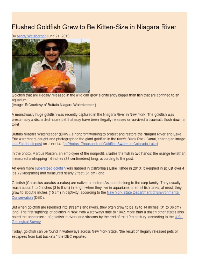 Flushed Goldfish Grew To Be KittenSize in Niagara River PDF