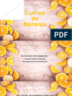 Cultivo de Naranja