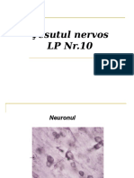 Tesut - Nervos LP 10