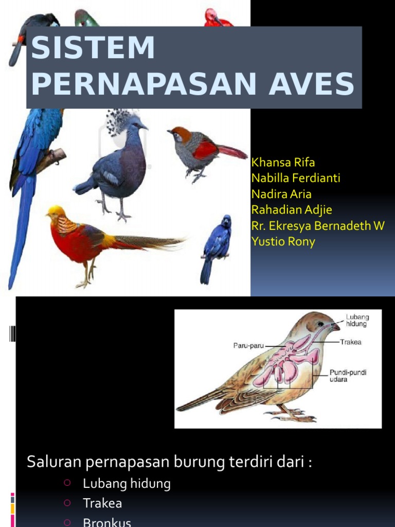 Sistem Pernafasan Aves