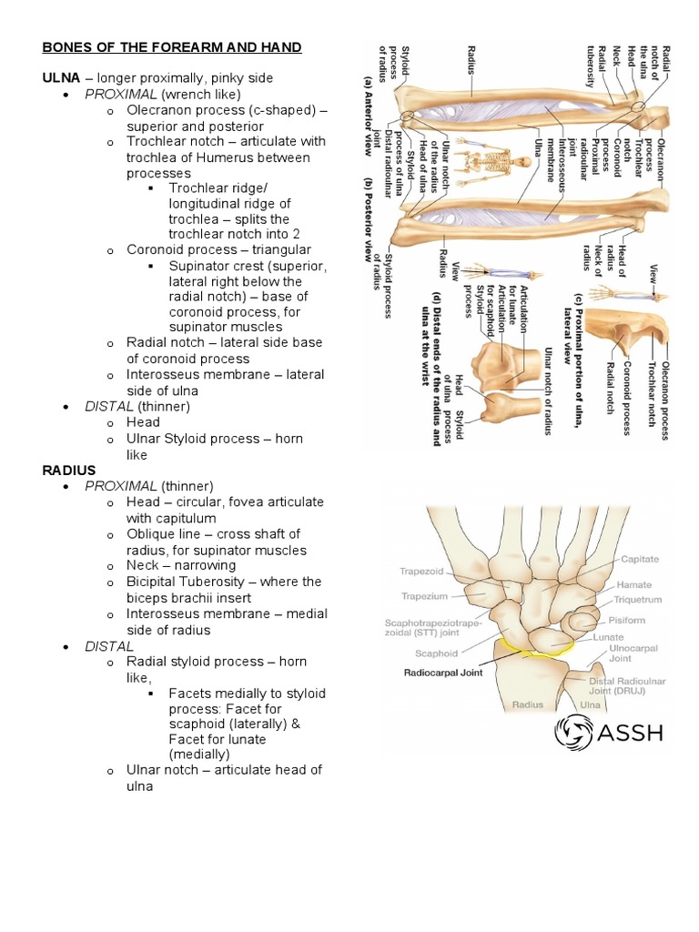 Ulna Anatomy and Forearm Joints | PDF | Joints | Human Anatomy