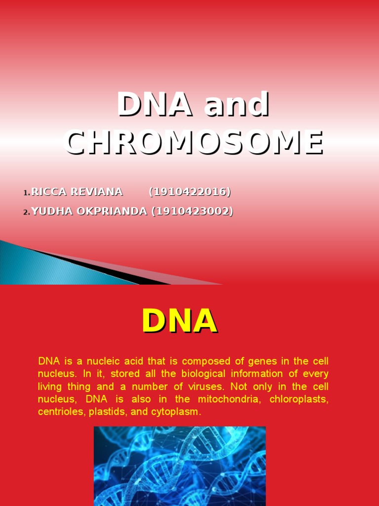 DNA and Chromosome Structure Overview | PDF | Dna | Chromosome