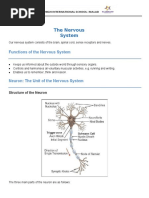 Co-Ordination in Humans