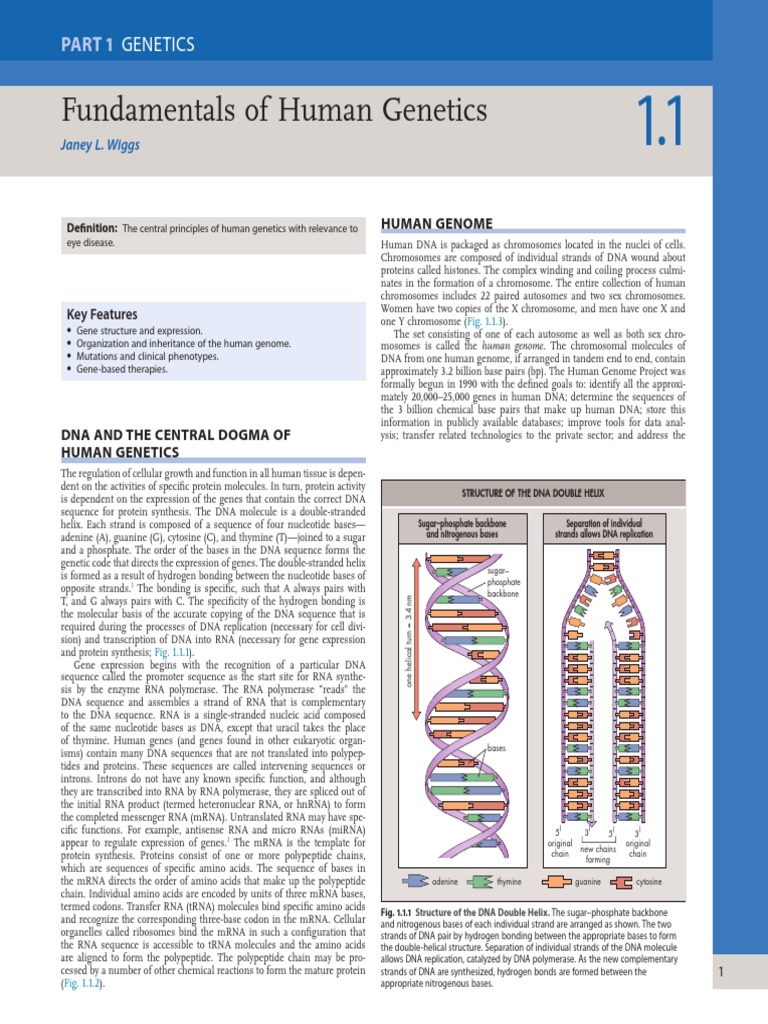 Human Genetics: Genome & DNA Basics | PDF | Meiosis | Rna