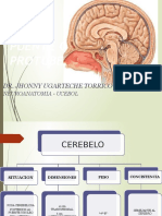 Cerebelo