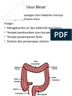 Usus Besar