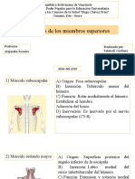 Músculos de Los Miembros Superiores