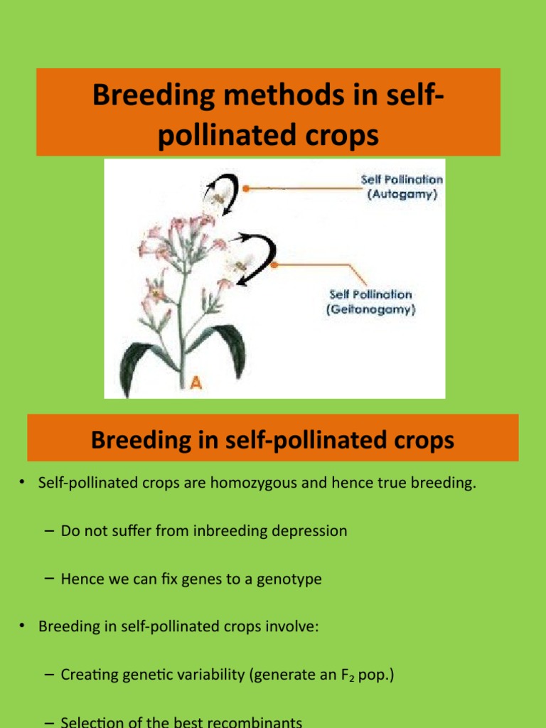 Breeding methods in selfpollinated crops Plant Breeding Dominance
