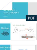 Metilasa y Glucosilasas