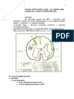 Topografia SA Medulare. Vasc - MS - lp2