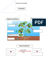 Fotosintesis Tahun 4