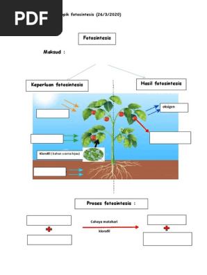 Fotosintesis Tahun 4 Pdf