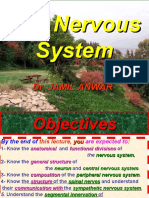 The Nervous System (Top)