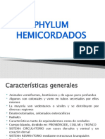 Phylum Hemicordados