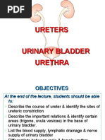 Ureters Urinary Bladder Urethra